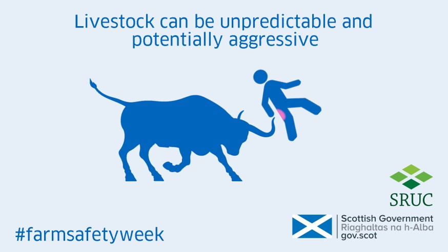 One of our inforgraphics for Farm Safety Week, showing a bull attacking a farmer