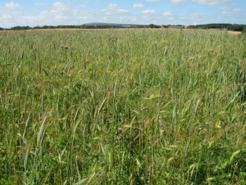 Well-established crop in summer with an abundance of grain – Credit: Hywel Maggs Well-established crop in summer with an abundance of grain – Credit: Hywel Maggs