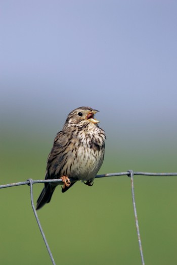 Corn bunting – Credit: Andy Hay – © RSPB images Corn bunting – Credit: Andy Hay – © RSPB images