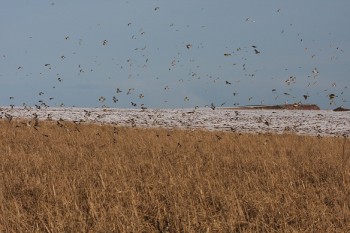 Flock of seed eaters – Credit: Hywel Maggs Flock of seed eaters – Credit: Hywel Maggs