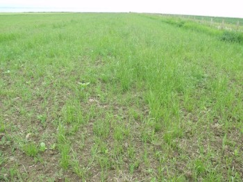 Poorly established crop in summer; sparse and with very little grain – Credit: Hywel Maggs Poorly established crop in summer; sparse and with very little grain – Credit: Hywel Maggs