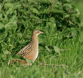 Corncrake – Credit: Andy Hay – © RSPB images Corncrake – Credit: Andy Hay – © RSPB images