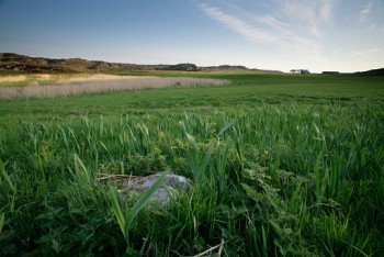 Corncrake habitat – Credit: Andy Hay – © RSPB images Corncrake habitat – Credit: Andy Hay – © RSPB images