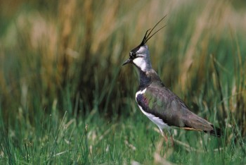 Lapwing – Credit: Andy Hay – © RSPB images Lapwing – Credit: Andy Hay – © RSPB images