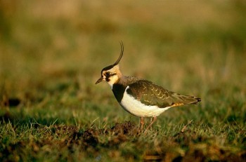 Lapwing – Credit: Chris Gomersall – © RSPB images Lapwing – Credit: Chris Gomersall – © RSPB images
