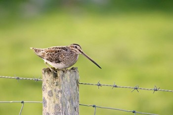 Snipe – Credit: Tom Marshall – © RSPB images Snipe – Credit: Tom Marshall – © RSPB images