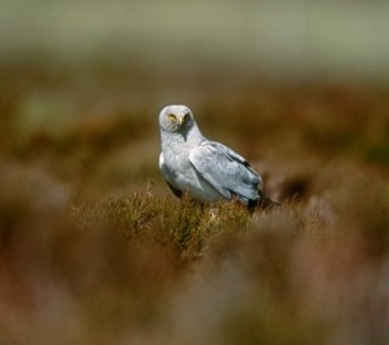 Hen harrier – Credit: Andy Hay – © RSPB images Hen harrier – Credit: Andy Hay – © RSPB images