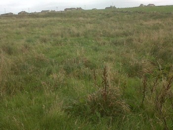 An unmanaged field, ideal for Orkney vole – Credit: Sarah Sankey An unmanaged field, ideal for Orkney vole – Credit: Sarah Sankey