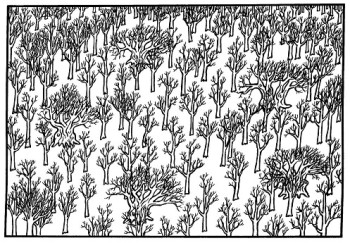 Unchecked natural regeneration infilling ancient wood pasture – © Scottish Natural Heritage Unchecked natural regeneration infilling ancient wood pasture – © Scottish Natural Heritage
