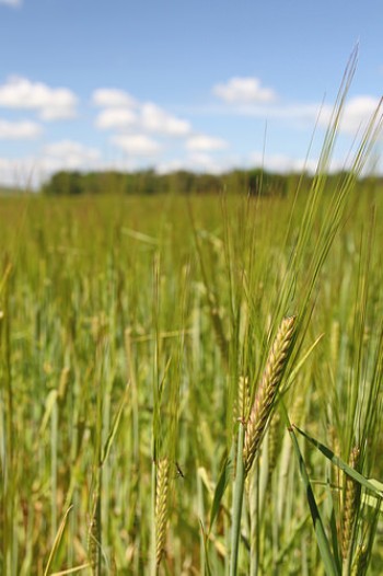 Barley