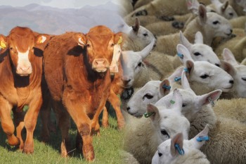 Beef and sheep farmers can apply for share of £38 million. Beef and sheep farmers can apply for share of £38 million.