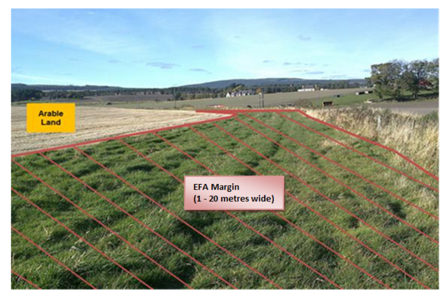 Image showing an example of a field margin Image showing an example of a field margin