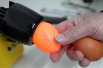 Eggs being checked for faults at a packing centre Eggs being checked for faults at a packing centre