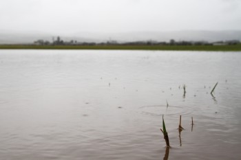 Practical measures to help farmers affected by recent flooding have been announced by Rural Affairs Secretary Richard Lochhead