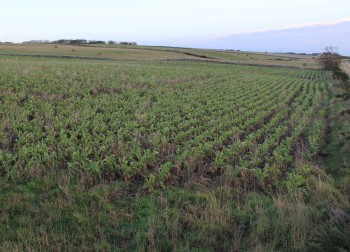 Forage brassicas – Credit: Hywel Maggs Forage brassicas – Credit: Hywel Maggs