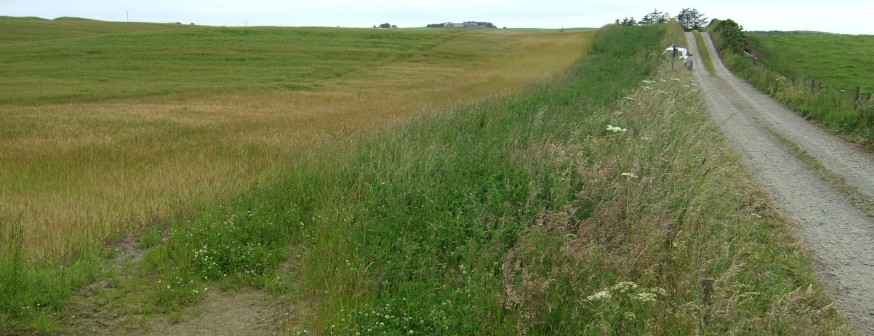 Grass strip in arable field – Credit: Hywel Maggs Grass strip in arable field – Credit: Hywel Maggs