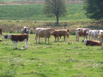 SMR for animal welfare SMR for animal welfare