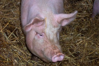 Pig Pig