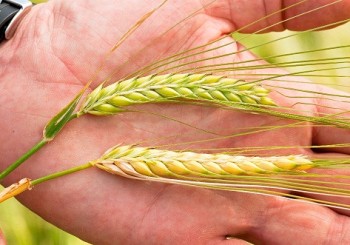 Crops being held by an inspector Crops being held by an inspector