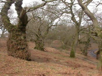 Lowland oak wood pasture at Loch Wood, Dumfriesshire – © Kate Holl, Scottish Natural Heritage Lowland oak wood pasture at Loch Wood, Dumfriesshire – © Kate Holl, Scottish Natural Heritage