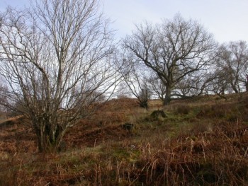 Open grown veteran oaks in upland wood pasture – © Kate Holl, Scottish Natural Heritage Open grown veteran oaks in upland wood pasture – © Kate Holl, Scottish Natural Heritage