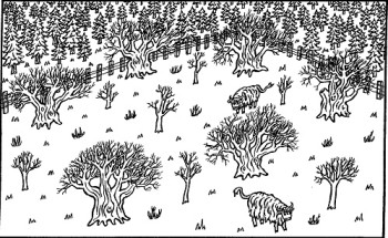 Ancient wood pastures are maintained by grazing – © Scottish Natural Heritage Ancient wood pastures are maintained by grazing – © Scottish Natural Heritage