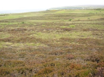 Lowland heath – © Graham Sullivan, Scottish Natural Heritage
