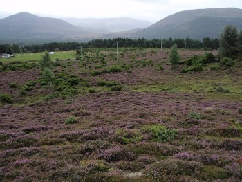 Special interest heath – © Graham Sullivan, Scottish Natural Heritage
