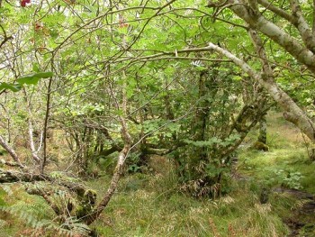 Atlantic hazel – © Kate Holl, Scottish Natural Heritage Atlantic hazel – © Kate Holl, Scottish Natural Heritage