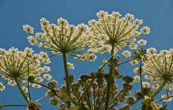 Giant hogweed: flower detail - Credit: NNSS - © Crown Copyright 2009