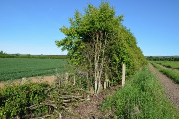Three metre tall young hedge being laid – Credit: Tony Seymour – © TFE 2014