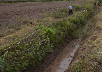 'Double brush' south of England style of hedge-laying – Credit: Tony Seymour – © TFE 2014