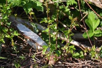 Laid stems and young re-growth from the stumps – Credit: Tony Seymour – © TFE 2014