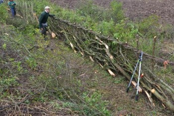 'Single brush' Midland style of hedge-laying – Credit: Tony Seymour – © TFE 2014