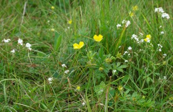 Acid grassland – © Lorne Gill, Scottish Natural Heritage Acid grassland – © Lorne Gill, Scottish Natural Heritage