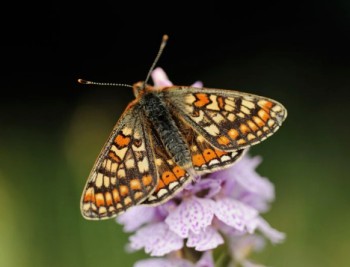Credit: Lorne Gill – © Scottish Natural Heritage